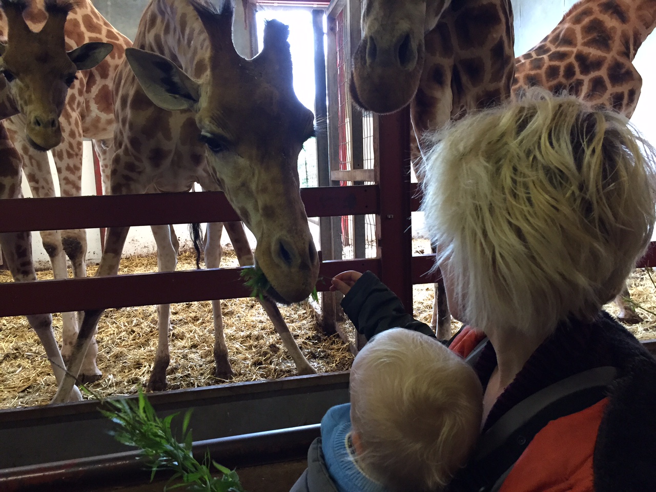 Giraffes